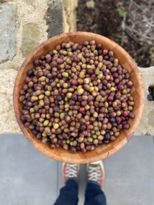 RECETTE-D-OLIVES-PAR-PROCÉDÉ-DE-LACTO-FERMENTATION -À-CHAUD-OU-A-FROID -AU-Green-Lab------Ecolieu-et-ferme-alternative-de-Green-et-Local- LIEU-ECOLOGIQUE-ET-VIVANT