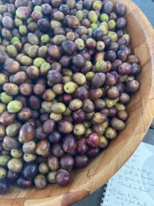 RECETTE-D-OLIVES-PAR-PROCÉDÉ-DE-LACTO-FERMENTATION -À-CHAUD-OU-A-FROID -AU-Green-Lab------Ecolieu-et-ferme-alternative-de-Green-et-Local- LIEU-ECOLOGIQUE-ET-VIVANT