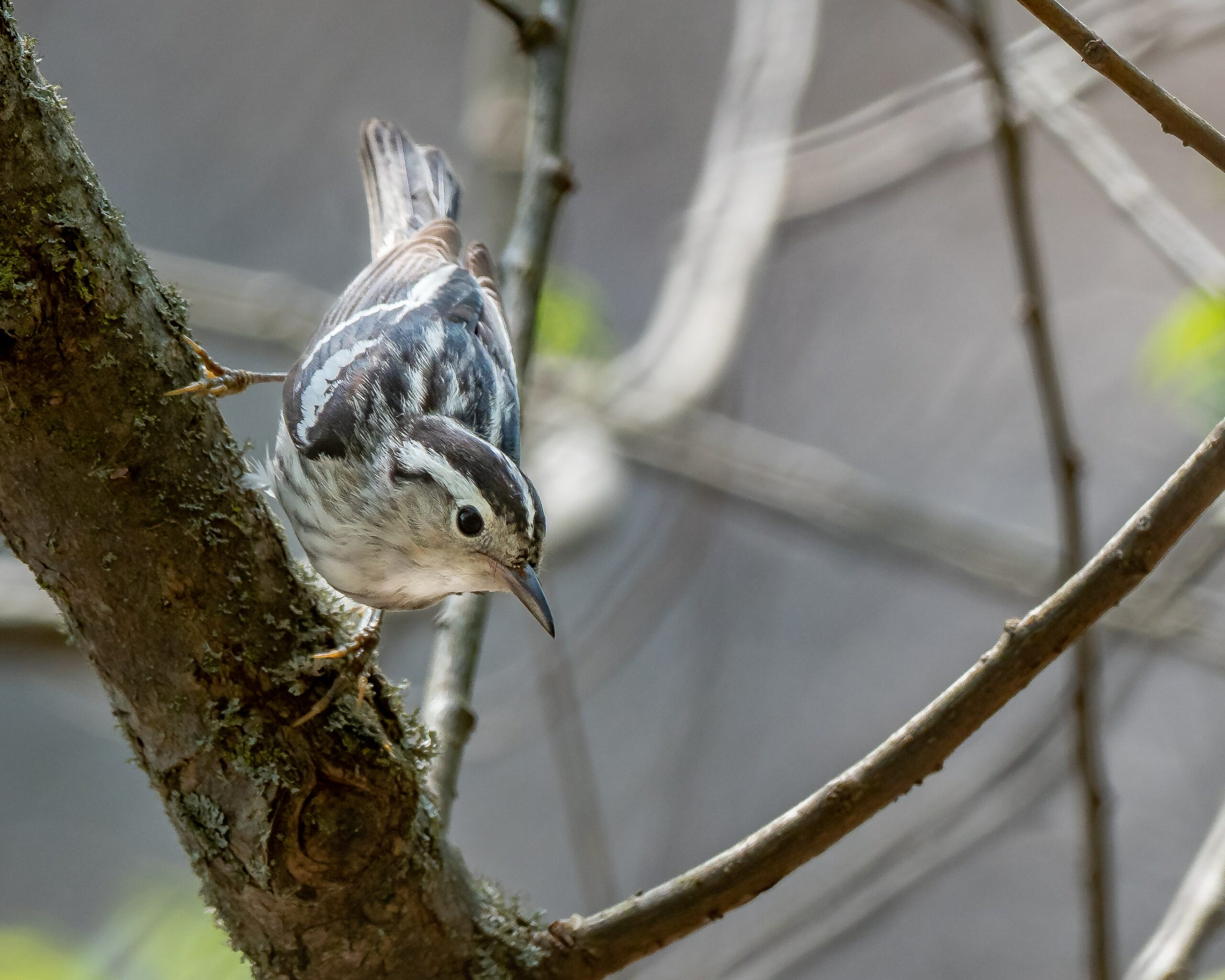 COMMENT-S-Y-PRENDRE-POUR-SAUVER-UN-ANIMAL-SAUVAGE-EN-DIFFICULTÉ-?-CONTACTEZ-LPO-ET-AGIR-POUR-LA-BIODIVERSITÉ-!-ECOLIEU_LE_GREEN_LAB_SAUVEGARDE_ANIMAUX_GREEN_ET_LOCAL